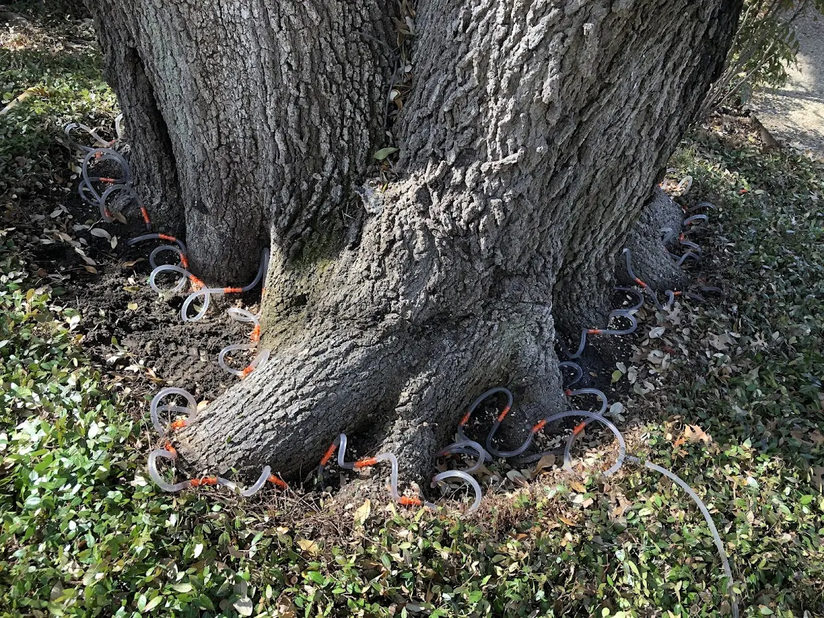 Detailed Tree Cabling and Bracing job site in Winooski